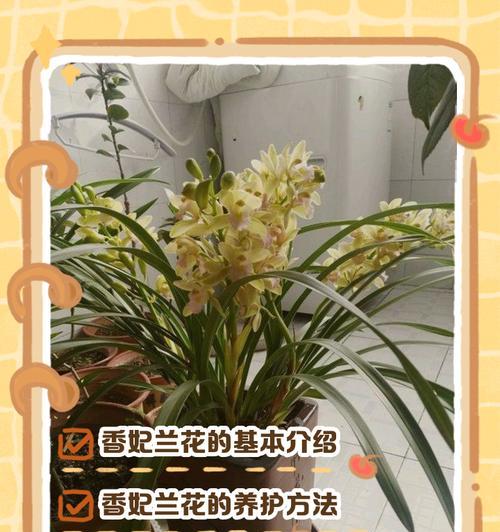 秋季兰花养护全攻略（打造秋季兰花盛放的小窍门）
