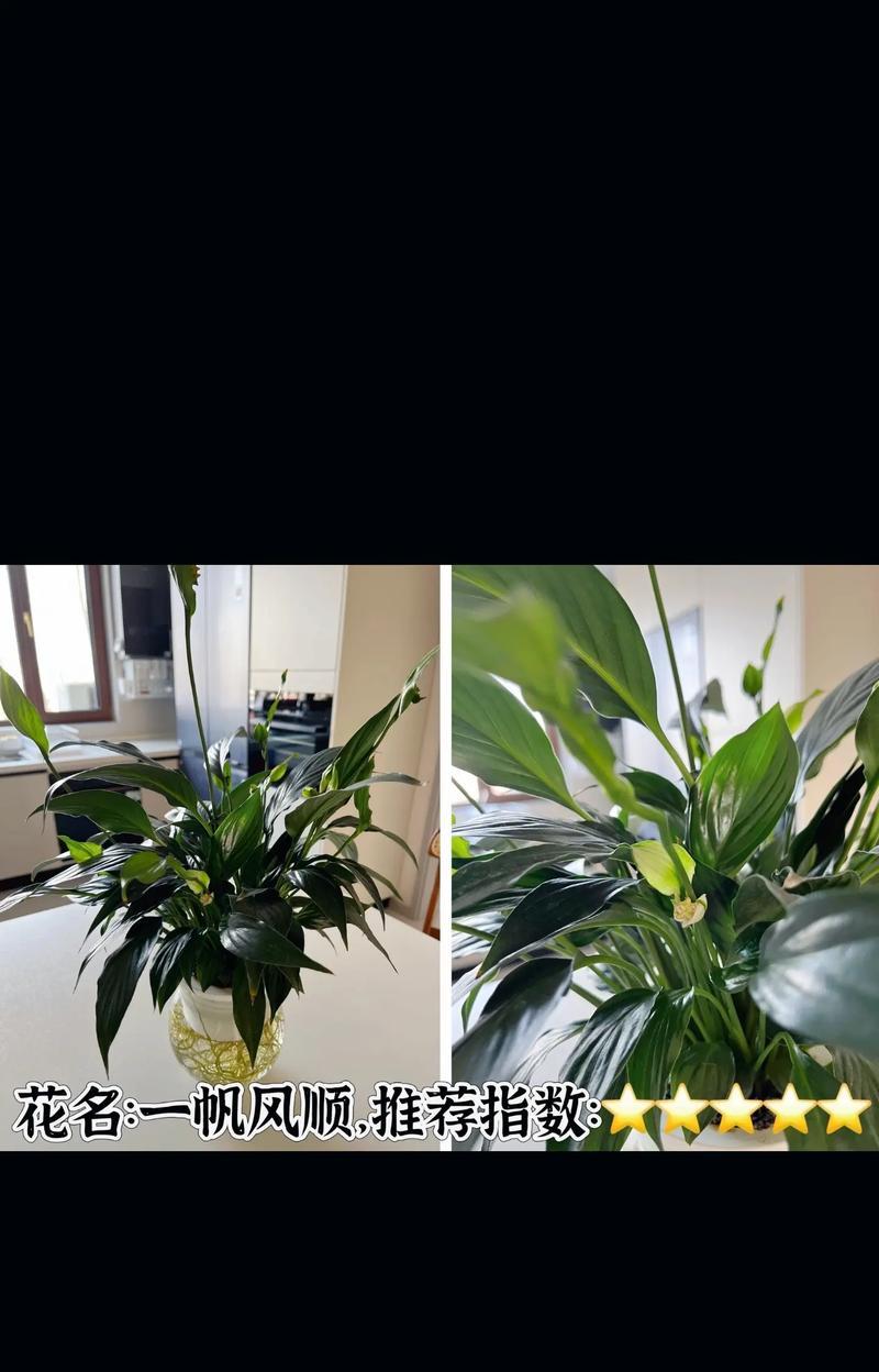 花草养护手册——以花到了怎么养为主题（打造美丽花园的养护秘籍）
