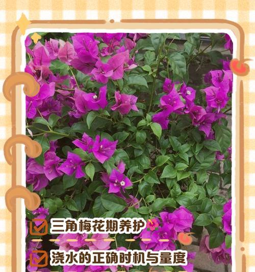 三角梅过度浇水的应对方法（如何避免三角梅过度浇水及修复受损植株）