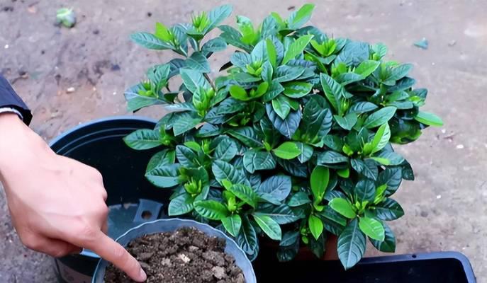 冬天如何养护栀子花的叶子使之保持油亮（掌握关键技巧，让栀子花叶子在寒冷冬天依然光彩照人）