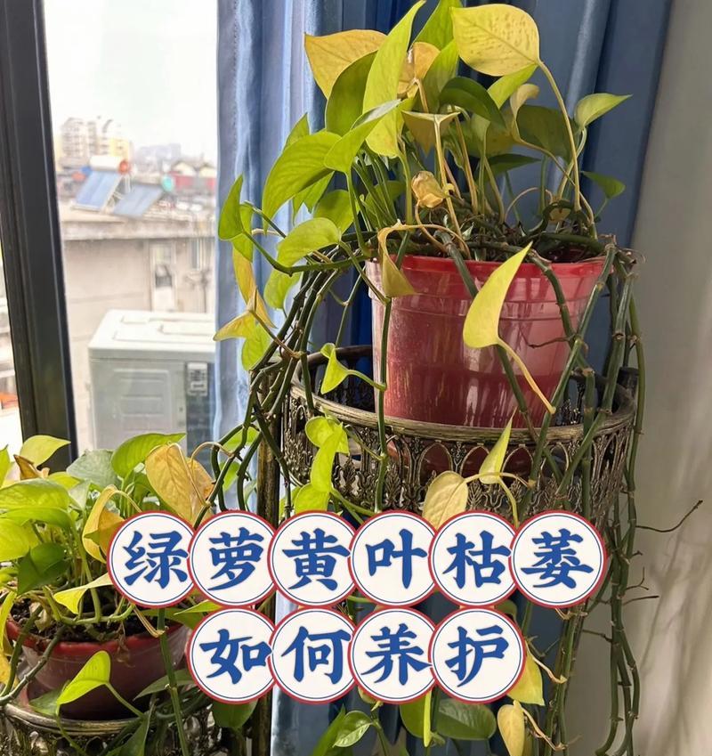 冬天室外绿萝怎么过冬？（绿萝养护秘籍，打造冬季室外绿色花园）