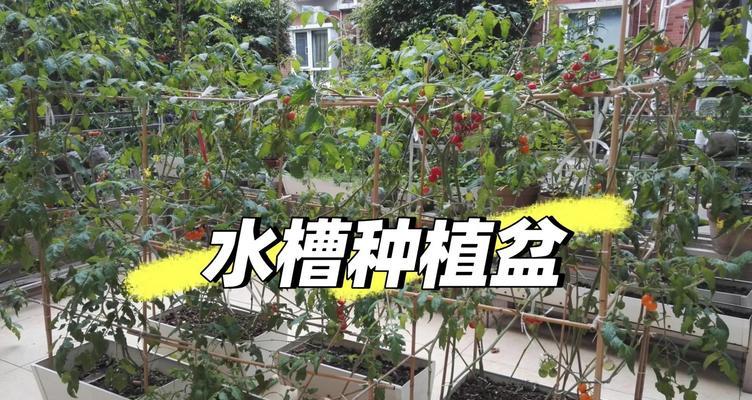 水培花盆的制作技巧（打造独特的水培花盆，让生活更有趣）