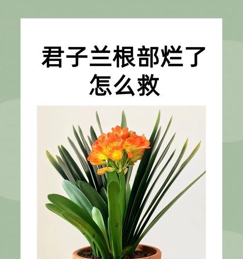 浇水施肥（以浇水施肥的肥料选择和使用技巧）