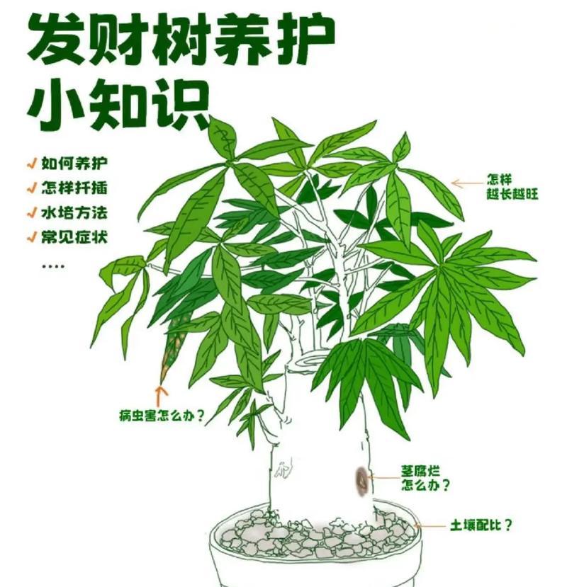 以裸根发财树栽好后怎么发芽快？（掌握关键诀窍，让裸根发财树迅速生长茁壮）