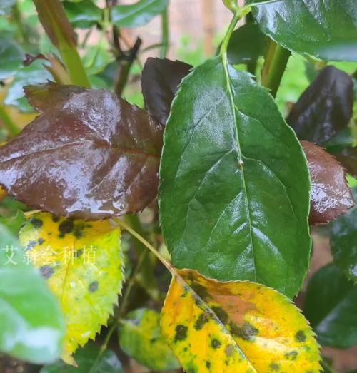 花卉黑斑病的无药物冶疗方法（保护植物健康，远离化学药物）
