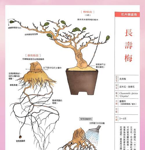 夏天如何修剪梅花？（掌握关键技巧，打造盛夏花海）
