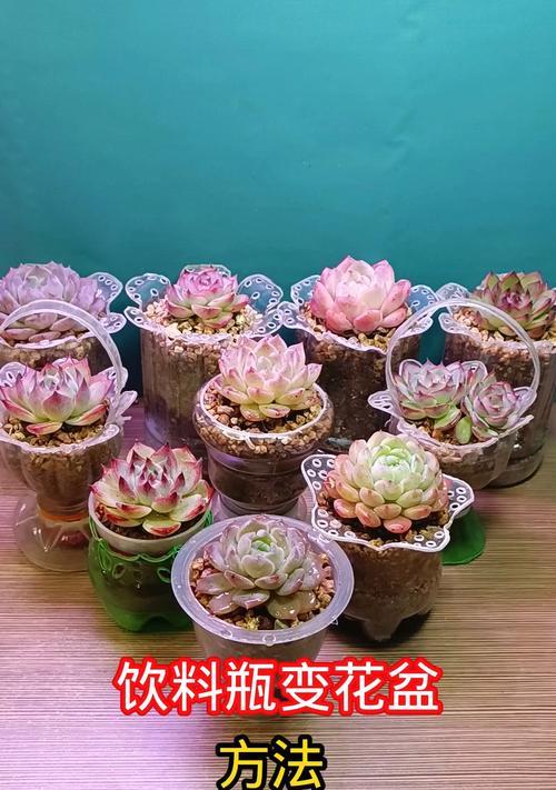 树皮花盆的制作方法（利用自然资源创造独特花盆）