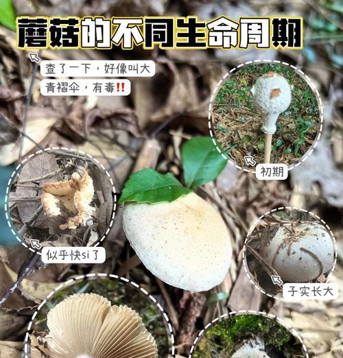 蘑菇的繁殖方式与方法（探秘蘑菇的繁殖奥秘，带你了解繁殖的关键）