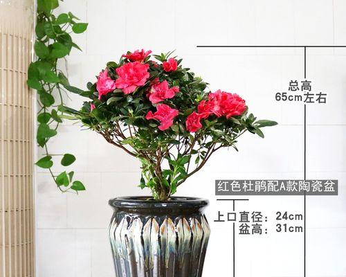 四季开花，室外花卉应有尽有（欣赏春夏秋冬花海，打造花园小天地）