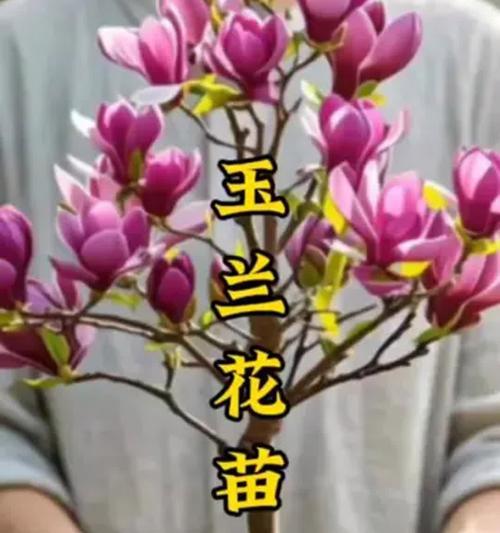 白玉兰花的栽培全攻略（从种子到绽放，轻松培育白玉兰）