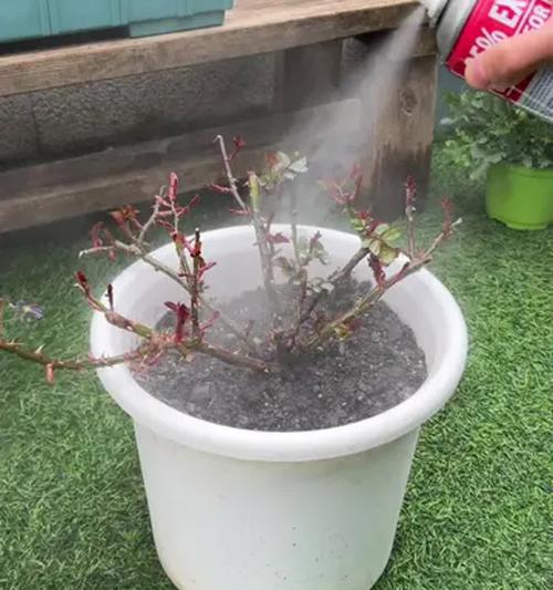 月季茎内生虫的治疗方法（揭秘月季茎内生虫的产生原因及有效治疗方法）