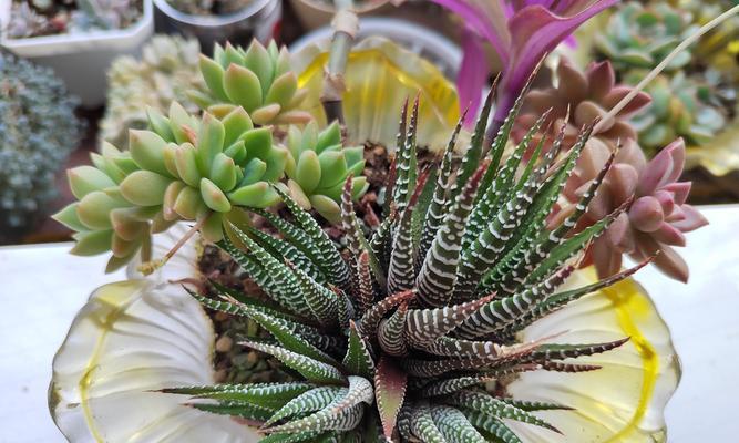 如何种植条纹十二卷以保证良好生长（种植条纹十二卷的关键要点及技巧）