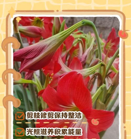 水仙花繁殖大全（从种植到繁殖，轻松养殖水仙花）