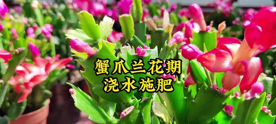 蟹爪莲为什么在浇水时花蕾会掉落？（揭开蟹爪莲浇水掉花蕾的谜团，探寻原因与解决方法）