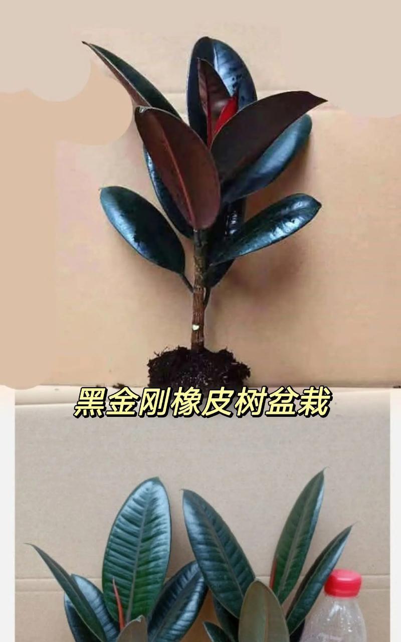 打造橡皮树盆栽，享受绿色生活（从选材到养护，让你成为橡皮树盆栽的专家）