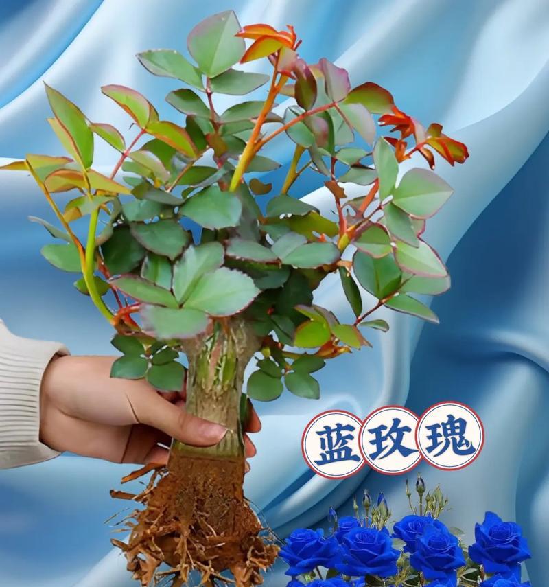蓝色妖姬玫瑰花的养殖技巧（如何培育迷人的蓝色妖姬玫瑰？）