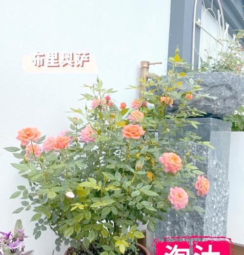 培育新品种月季的方法与技巧（打造独一无二的花园景观，以月季为主角）