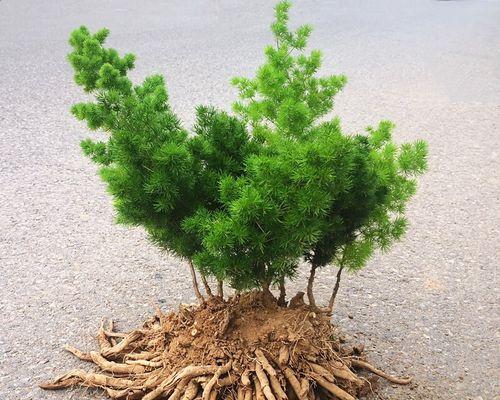 属猴人必养的花卉（15种花卉详细介绍，让你的生活充满幸福）