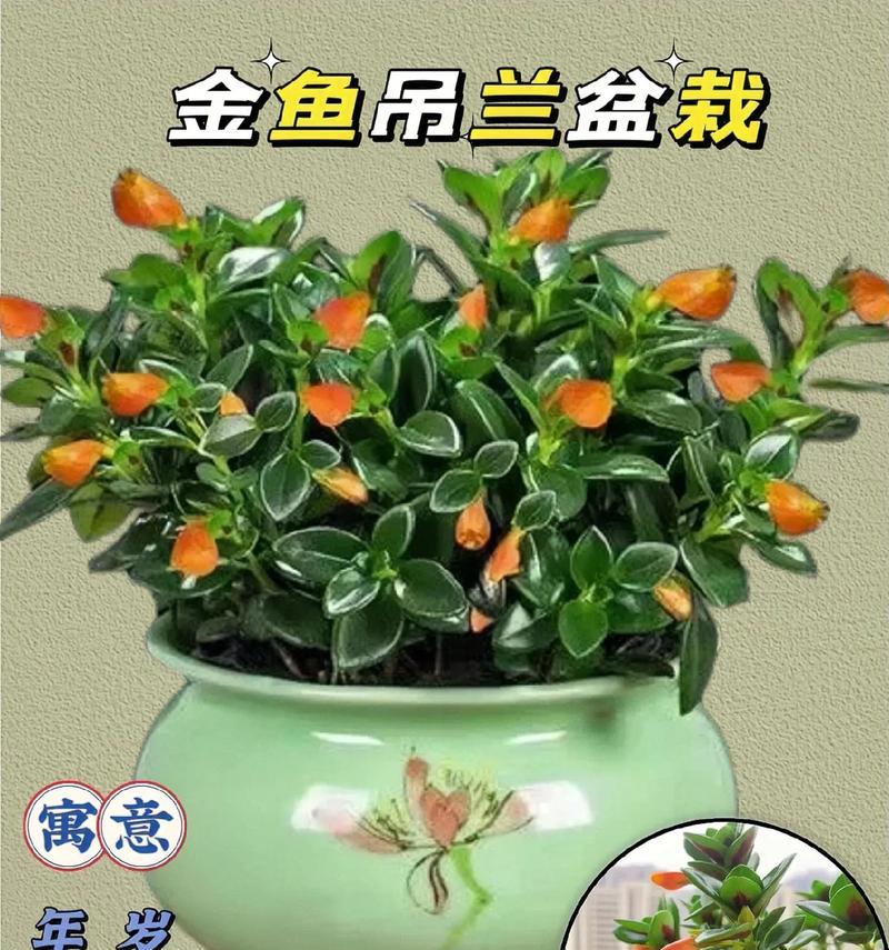 金鱼吊兰快速成长的秘诀（如何有效养护金鱼吊兰，让它们茁壮成长）