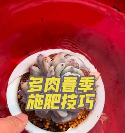 多肉植物的养殖技巧——如何使其生长茂盛（为您揭秘多肉植物“胖”起来的秘密）