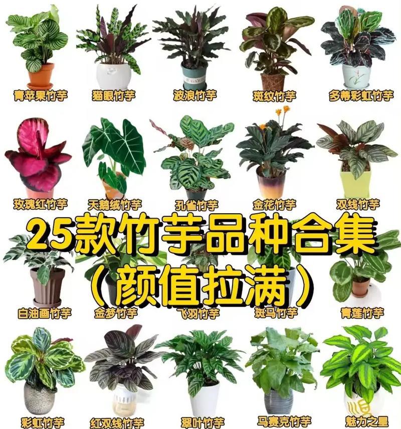 猫眼竹芋的养殖方法和注意事项（让猫眼竹芋健康成长的秘诀）
