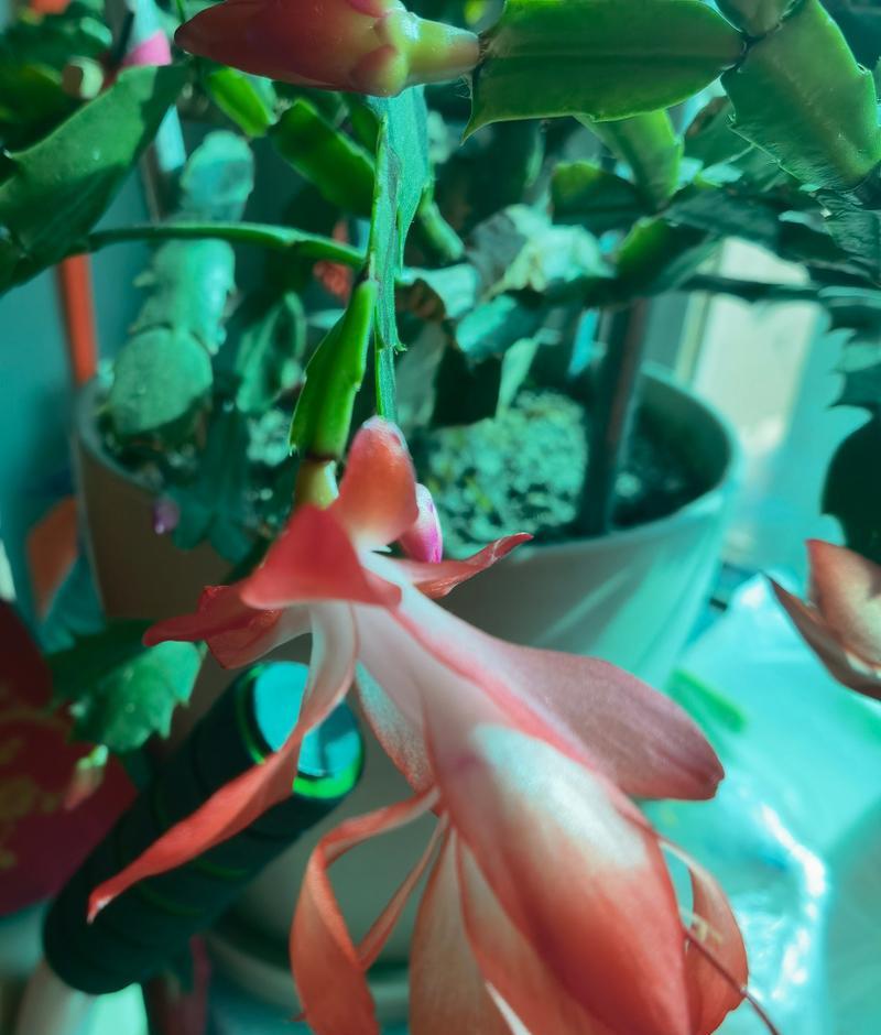 奇迹绽放（探索蟹爪莲的独特花朵与生态）