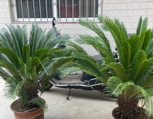 铁树叶变黄的原因及应对方法（保护铁树叶色的关键措施和注意事项）