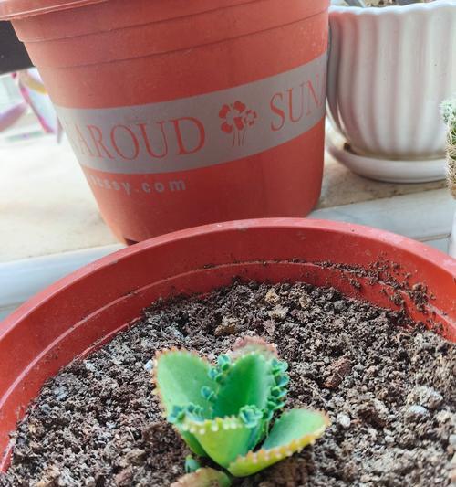 多肉叶子刚发芽了，怎么护理？（发芽多肉的关键护理技巧及注意事项）