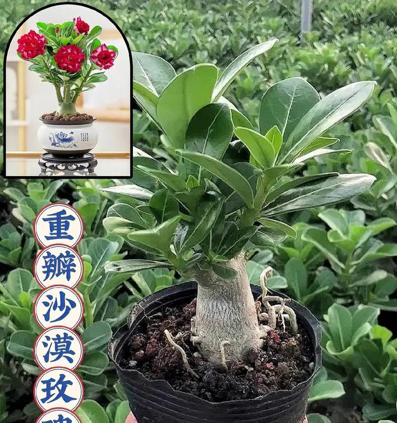 沙漠玫瑰叶子黑斑问题解析（探究沙漠玫瑰叶子黑斑的原因和解决方法）