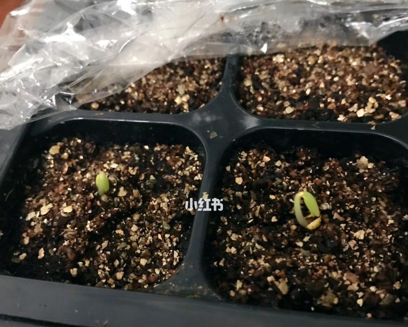 天竺葵种子发芽时间长短的影响因素（探究土壤湿度、温度、光照对天竺葵种子发芽的影响）