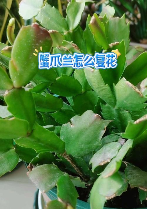 蟹爪莲的栽培指南（快速掌握蟹爪莲的种植技巧，打造美丽花园！）