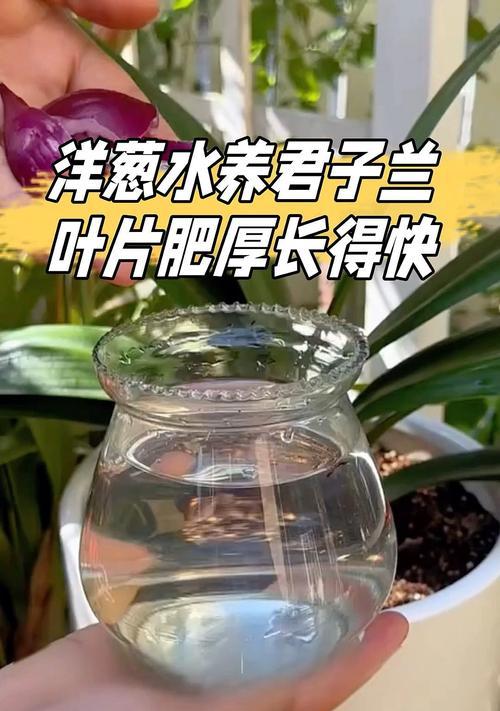 洋葱生长的秘诀——快速养殖指南（以洋葱怎么养长得快？掌握这些关键技巧！）