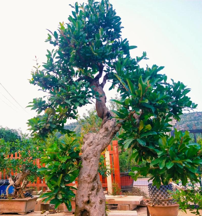 打造精美盆景，以石榴树根为主（发现石榴树根盆景之美，探索独特的自然艺术）