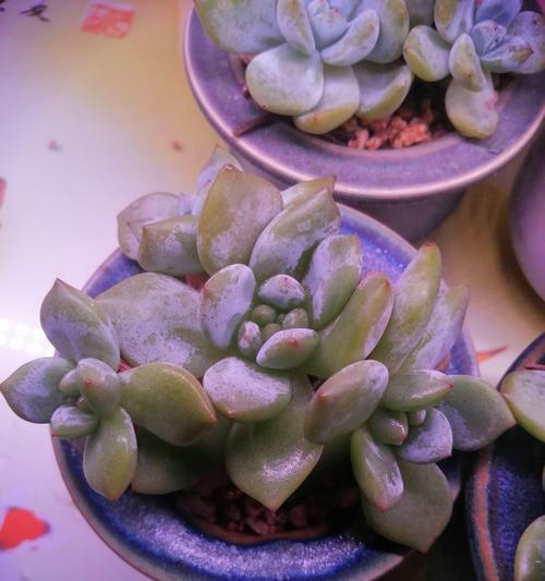 夏天根干了怎么办？（有效防止和修复夏季根干的方法和技巧）