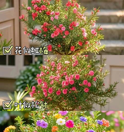 以松红梅怎么样才能开花（花期短、疯狂施肥、适度修剪）