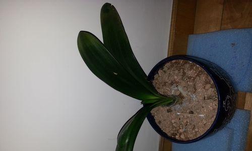 火鹤根水培发黄怎么办？（保持水质清洁是关键，注意养护细节）