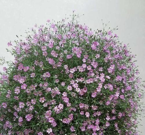 打造迷人的庭院花园（打造迷人的庭院花园）