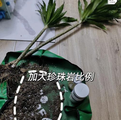 以太阳神冬季怎么养（冬季室内植物护理指南）