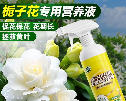 以枝枝花盆景修箭，展现生命的力量（用花朵与箭的结合，传递勇气与希望）