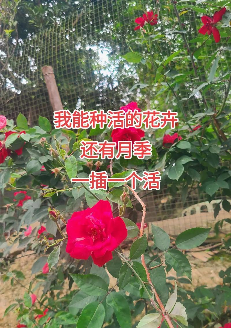 欧洲月季的开花频率（探究欧洲月季的生长特点及如何提高花期）