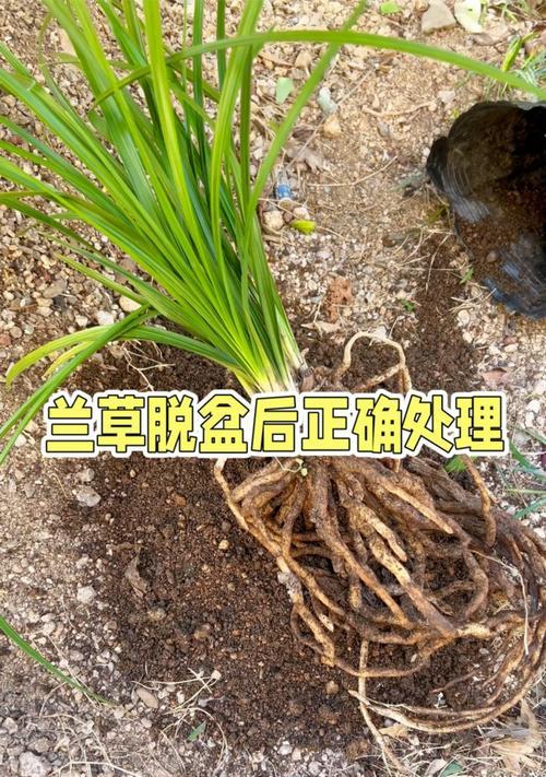 从剪下来的兰草开始种植的经验分享（如何利用剪下来的兰草成功繁殖新植株）