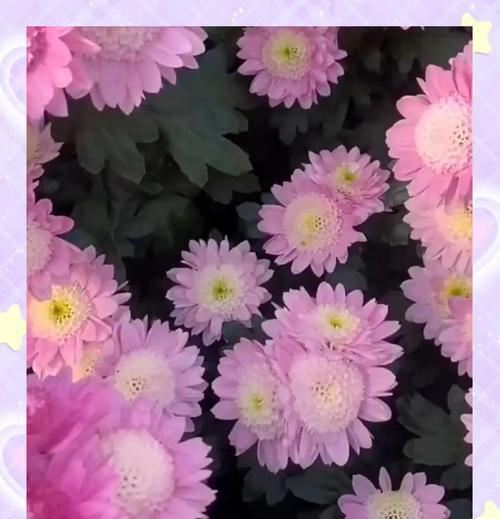 雏菊的养护全攻略（打造美丽花坛，从雏菊开始）