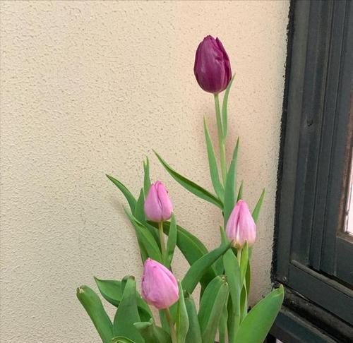 怎样处理被冻的花卉？（恢复受冻花卉的方法与技巧）