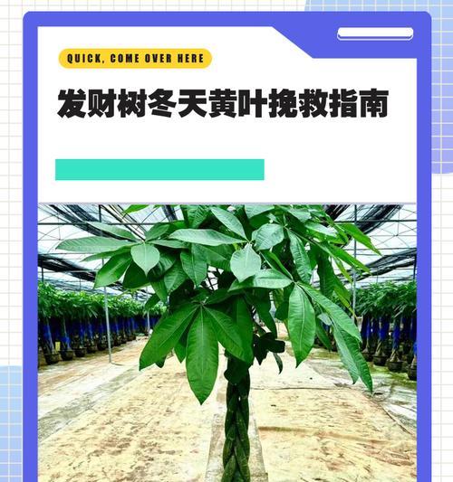 发财树长黄叶了怎么办？（解决发财树黄叶问题的方法及注意事项）