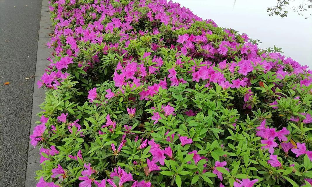 杜鹃花的落叶之谜——探究杜鹃花是否属于落叶植物