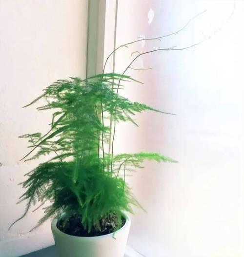 打理老文竹的关键要点（学会养护老文竹，让它永远青春）