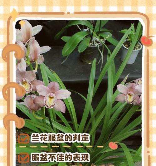 如何判断兰花是否成功服盆成活（从叶片状态到根系生长，教你轻松判断兰花是否成功栽培）