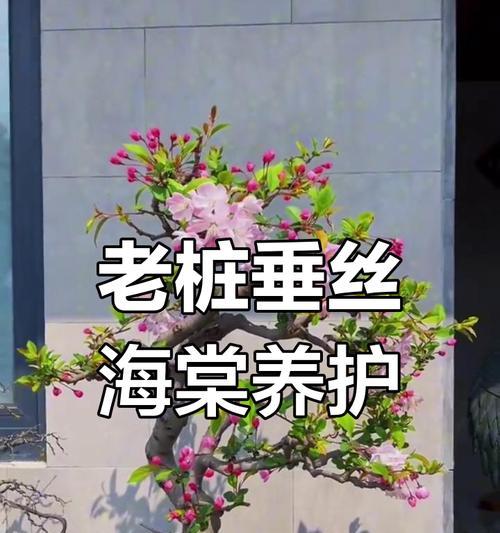 以海棠盆景编枝的艺术技巧（探索海棠盆景编枝的独特魅力）