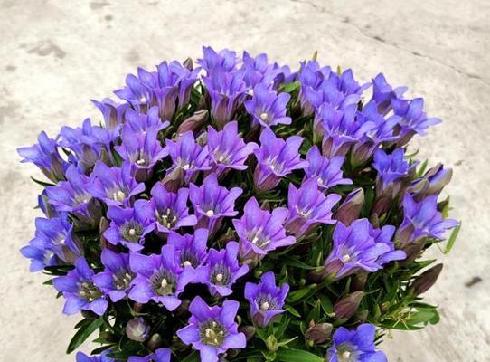 龙胆花的种植与养护（了解龙胆花，让种植更轻松）