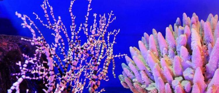 探秘海底植物世界，解析其生态功能（探秘海底植物世界，解析其生态功能）